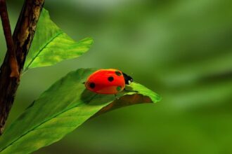 ¿Alumnos Con ‘Déficit’ De Naturaleza? Por José Sánchez 2