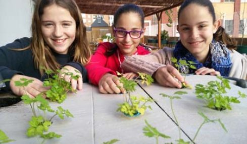 Cuando los peces alimentan a las plantas: un proyecto escolar de aquaponia 1