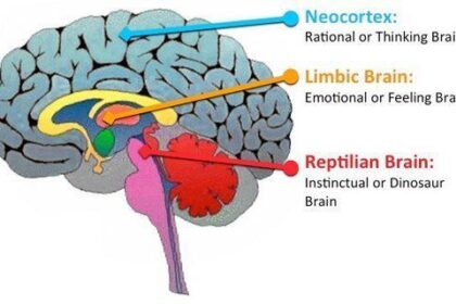 Cerebro Triuno