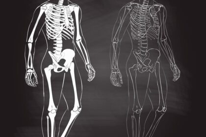 Vídeos Sobre El Cuerpo Humano