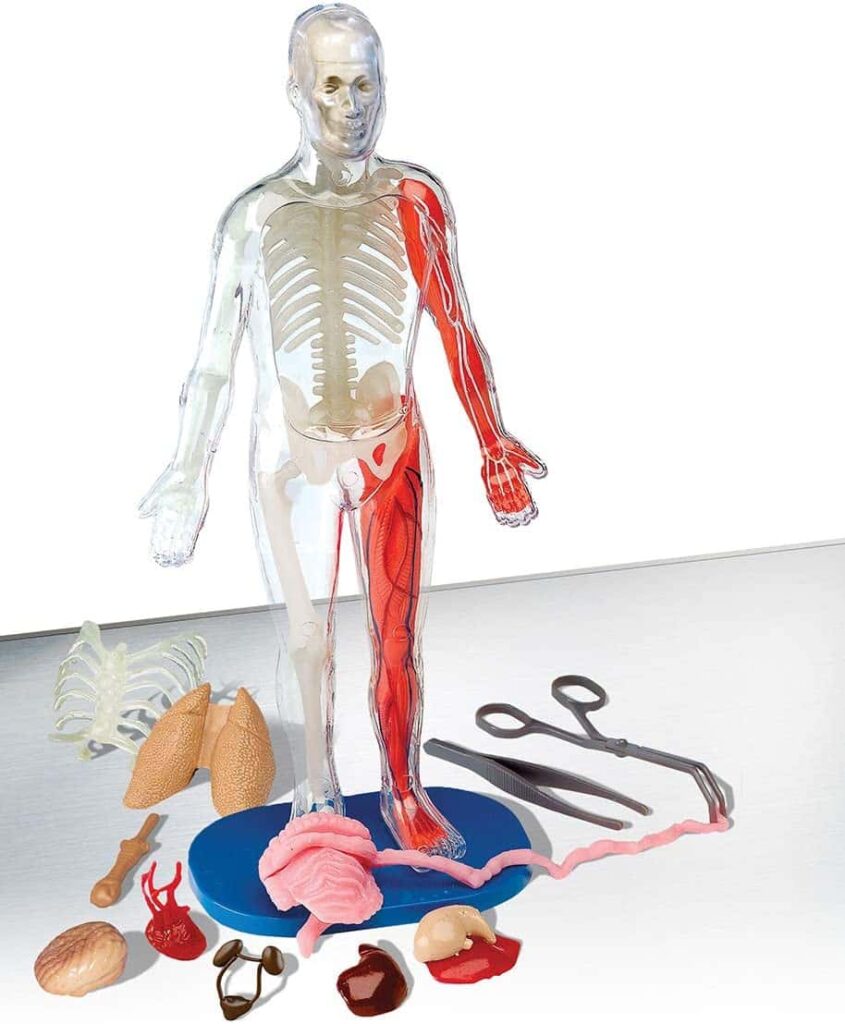 Juego Los Huesos del Cuerpo Humano - Areaciencias