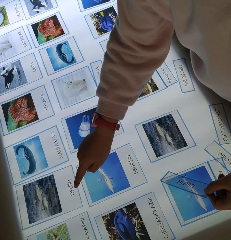 Un niño señala tarjetas de animales marinos en una mesa de luz