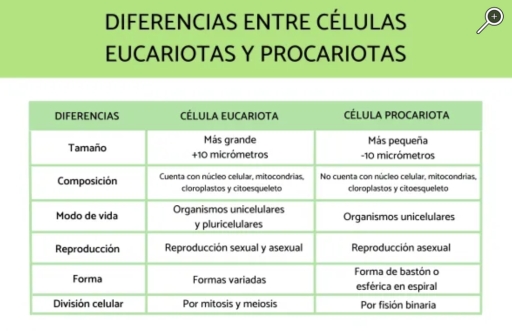 Diferencias Entre Celulas Procariotas Y Eucariotas Cuadro Comparativo