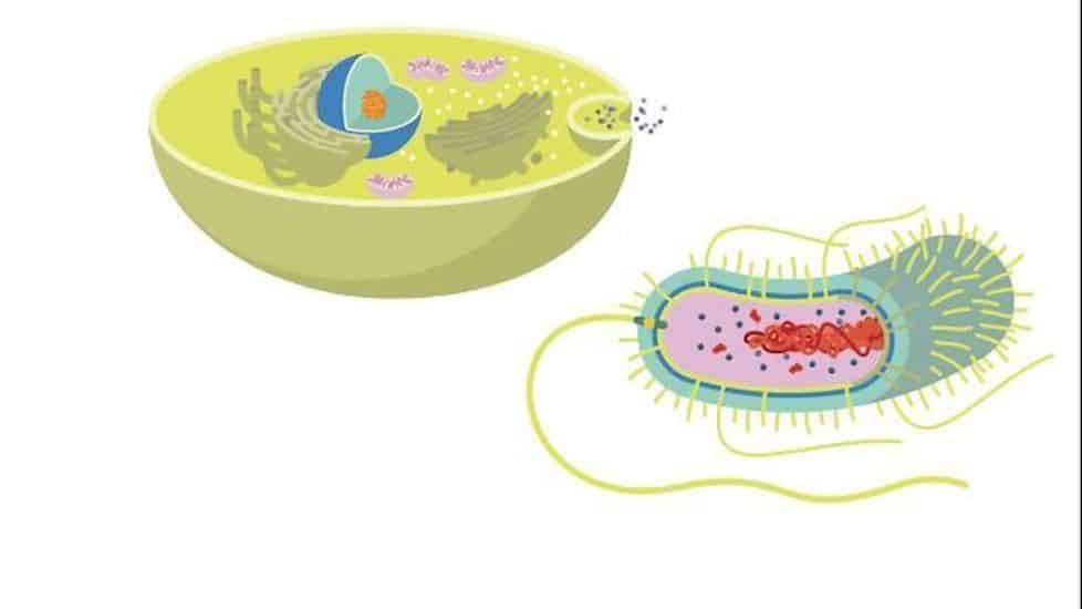 células eucariotas y procariotas conoce todo sobre ellas