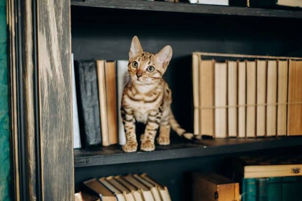 Libros Gatos